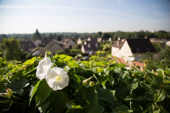 Fleurs de liseron et vue sur des toits de maison à Pontoise