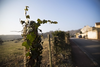 Feuillage en bordure de champ à Boisemont