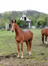 Boisemont - Chevaux