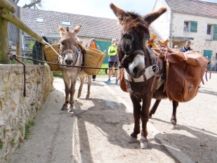 Deux ânes qui portent des paniers et des sacoches sur leurs flancs à la Ferme d'Ecancourt à Jouy-le-Moutier