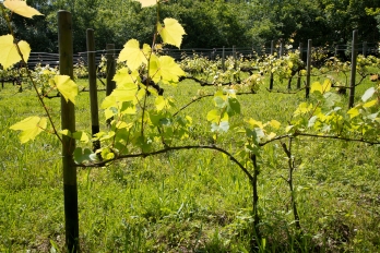 Vignes à Jouy-le-Moutier