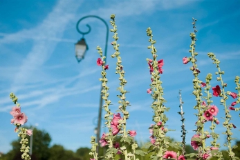 Roses trémières et lampadaire de ville sur fond de ciel bleu