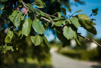 Quetsches sur une branche à Maurecourt