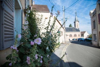 Roses trémières dans une rue du village à Menucourt