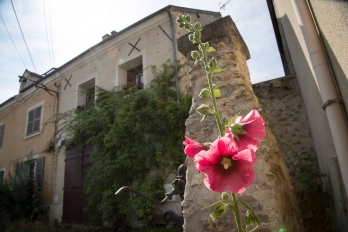 Roses trémières dans une rue du village à Menucourt