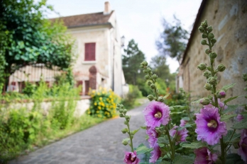 Roses trémières dans une rue d'Osny