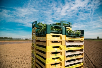 Cageots de plants empilés dans un champ à Puiseux-Pontoise 