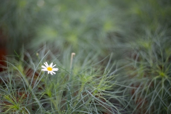 Pâquerette dans l'herbe