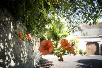 Arbre en fleurs dans une rue de Vauréal, quartier du village