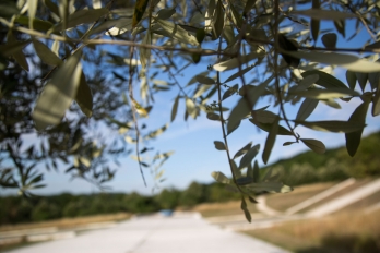Axe majeur - Branches d'un olivier - Verger des impressionnistes
