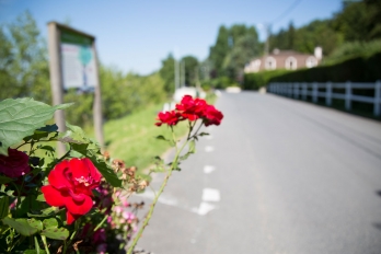 Eragny - Rosier rouge en fleurs près des bords de l'Oise