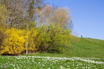 Bois de Cergy © CACP Agnès Loisel