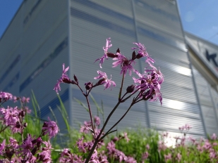 Lychnide fleur de coucou - © CACP Gilles Carcassès