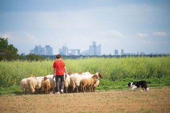 La transhumance des moutons - © CACP Laurent Defrocourt