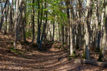 Forêt de l'Hautil à Jouy-le-Moutier