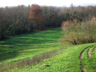 Le bois de Cergy