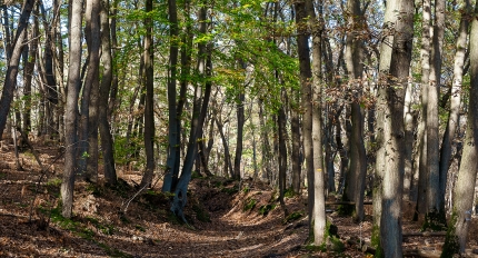 Jouy-le-Moutier : la forêt de l'Hautil